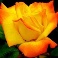 Jeri Lynn Murphy - Photo 3