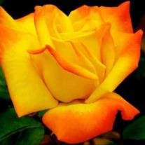 Tobie Renee Watson - Photo 2