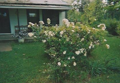 Rhilmer Josephine Wilson Fregia - Photo 11