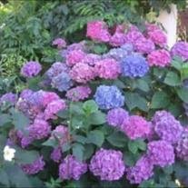 Helen Ann Scott - Photo 2