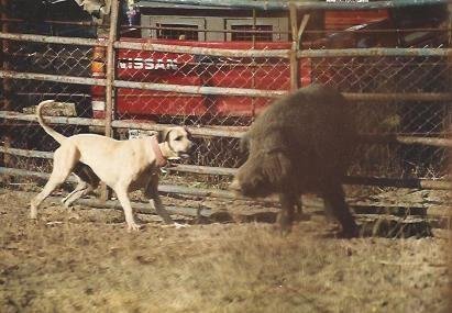 Thomas Alexander " Tommy" Laman Sr. - Photo 5