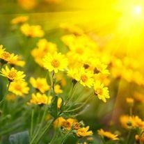 Diane Rose Hawkins - Photo 2