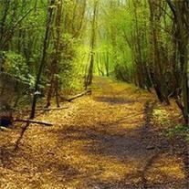 Aussie " Ozzie" Thomas Pinson - Photo 2