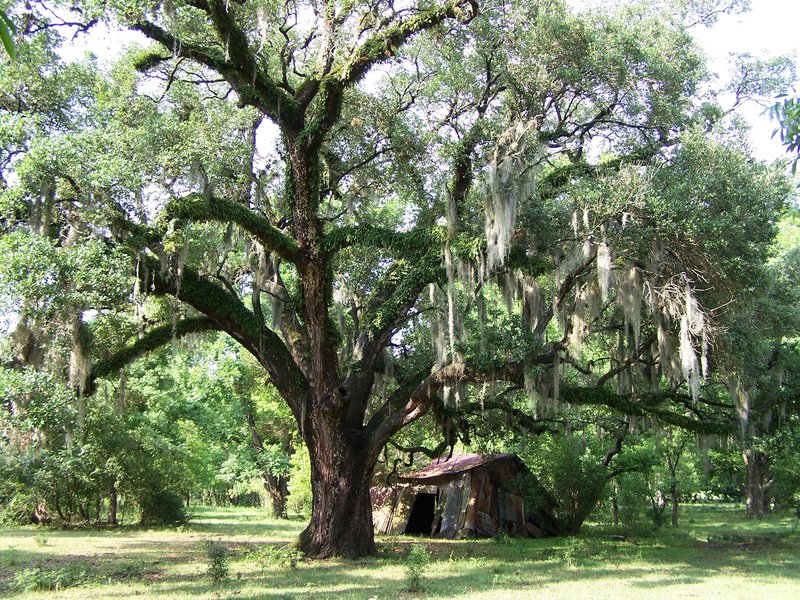 Dannah Iola Taft - Photo 3