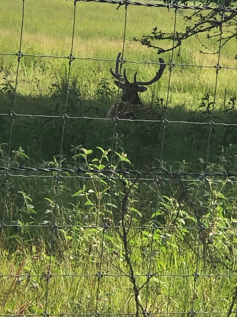 Timmy Ikey King - Photo 6